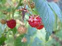 Raspberry Grantham